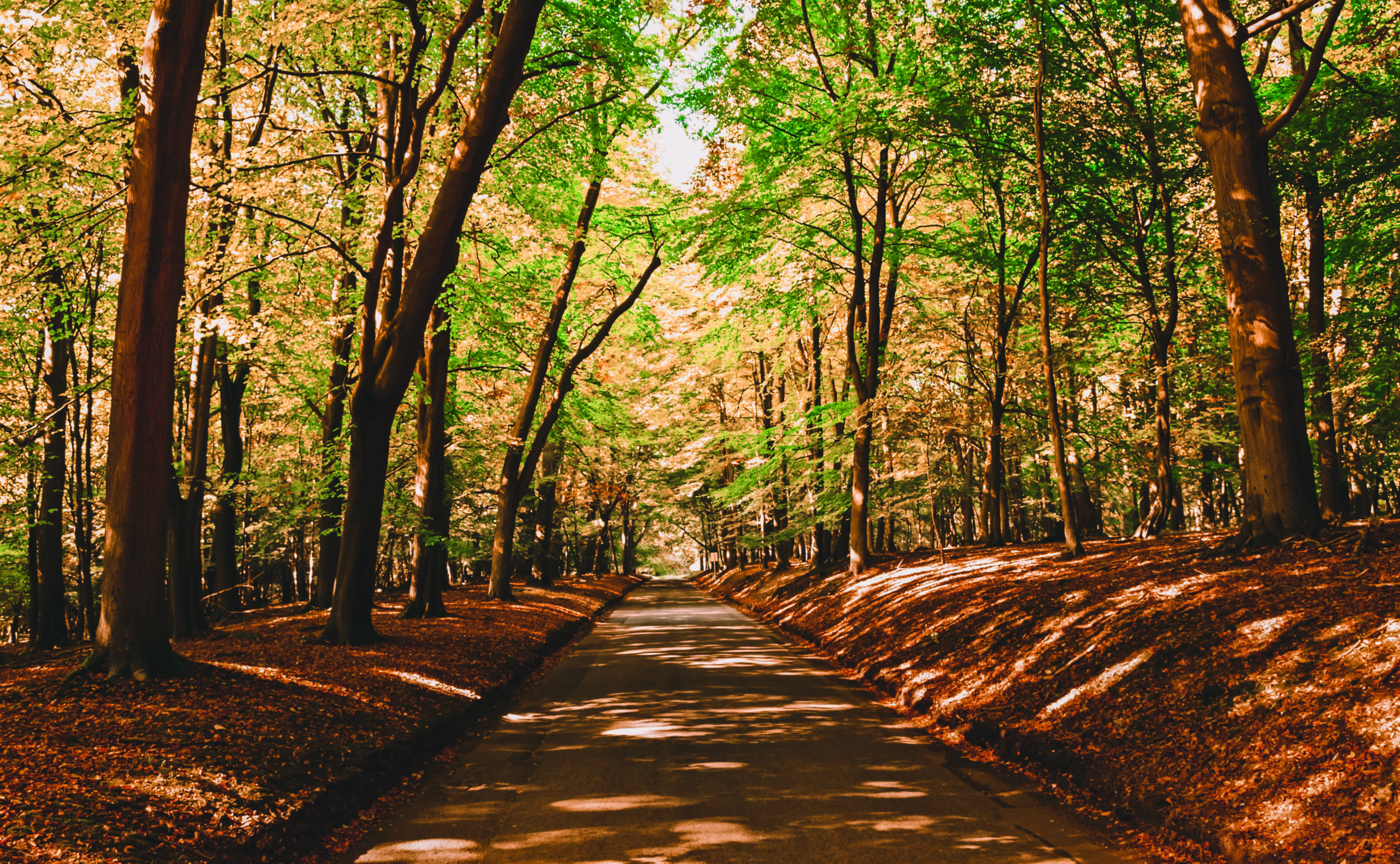 A country lane on the Ashridge Estate in hertfordshire on an aut