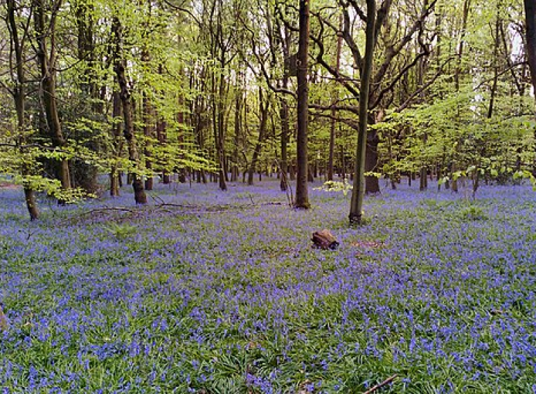 CHANTRY WOODS