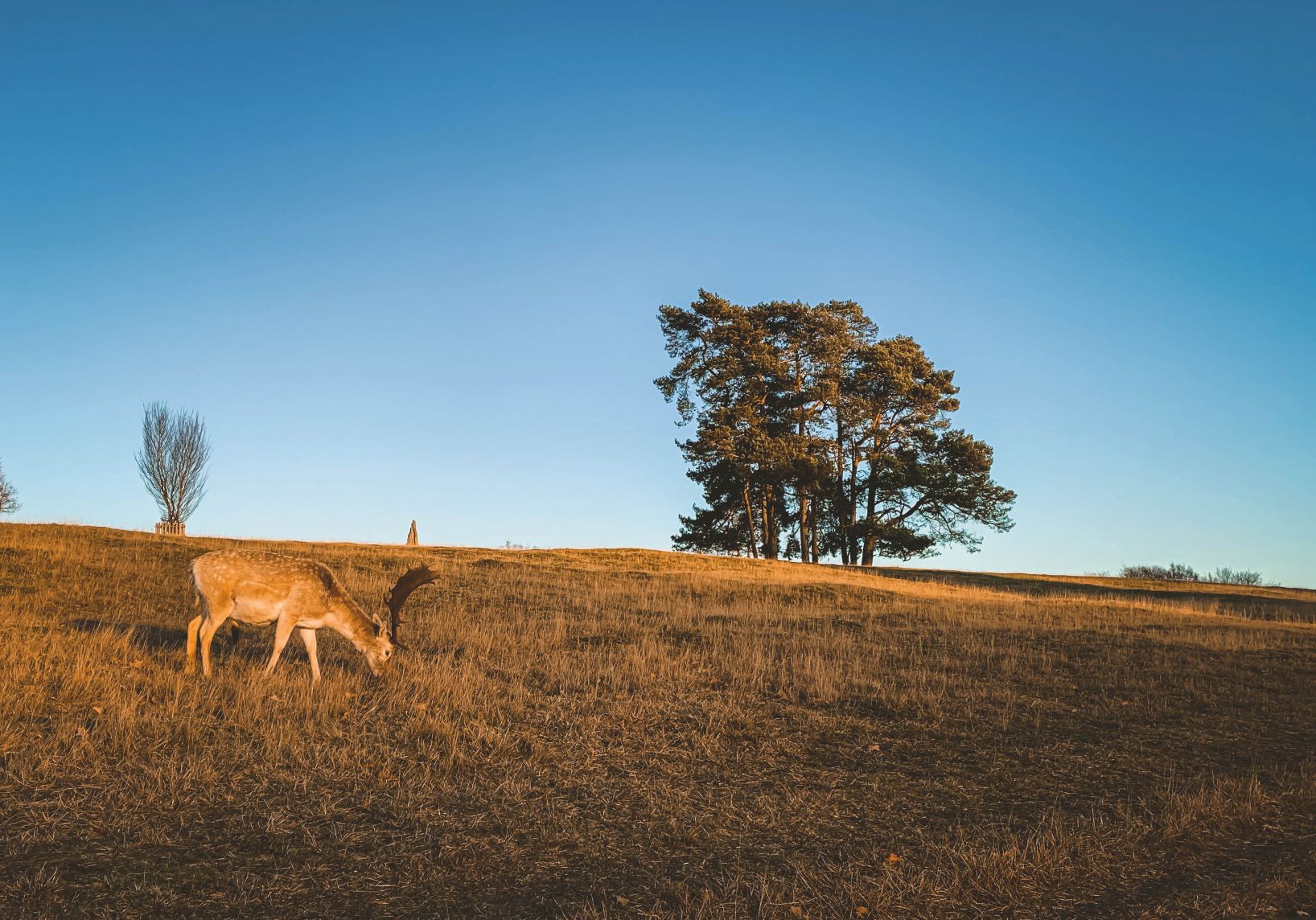 Knole Park small