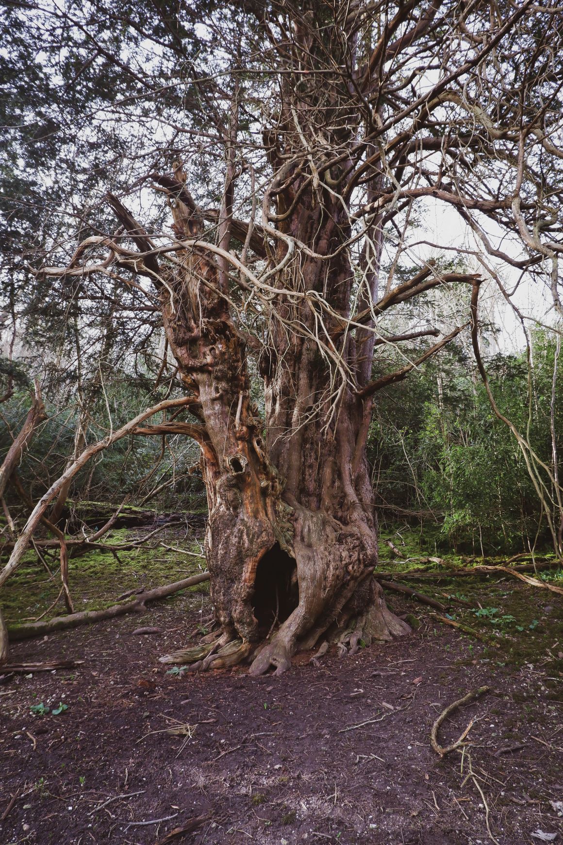 Yew Tree SMALL