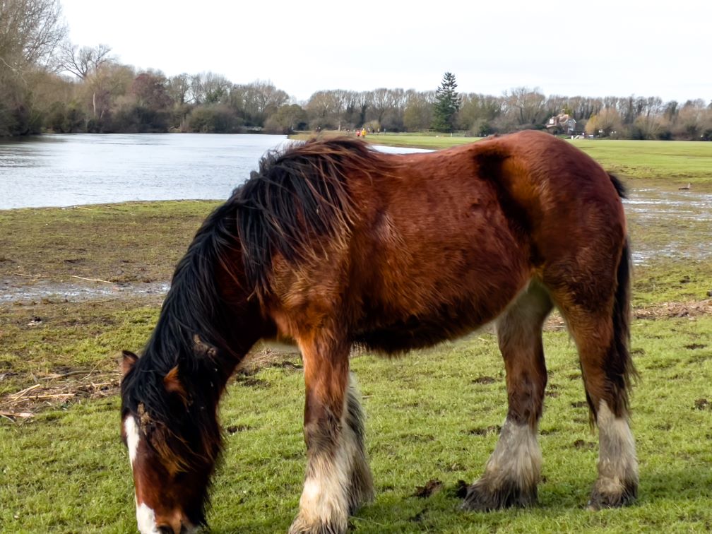 Port Meadow