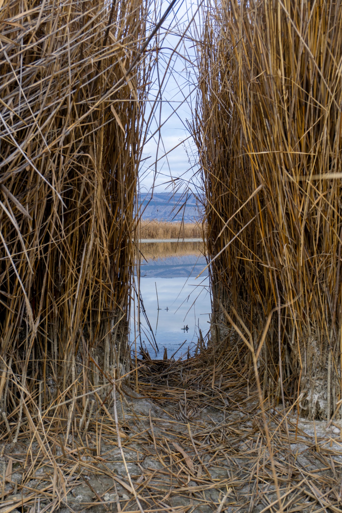 reeds